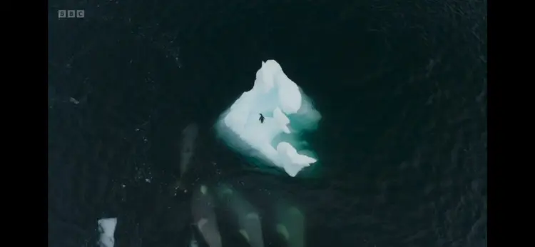 Killer whale (Orcinus orca) as shown in Frozen Planet II - Frozen South